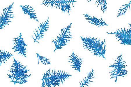 fresh blue pine leaves , Oriental Arborvitae, Thuja orientalis (also known as Platycladus...