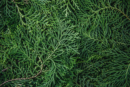 fresh green pine leaves , Oriental Arborvitae, Thuja orientalis (also known as Platycladus orientalis) leaf texture background for design foliage pattern and backdropの写真素材