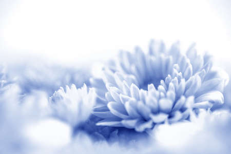 The Soft sweet blue flower for love romantic dreamy background , fresh and relax conceptの写真素材