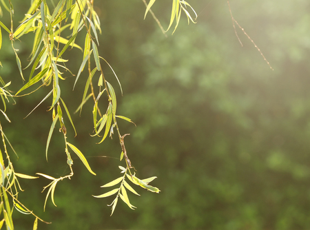 close up tree branch under morning sunshine rise , keep and calm feeling conceptの写真素材