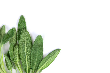 Close up fresh green sage herb leaf on white background
