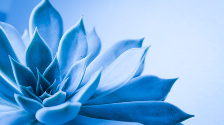 Close up succulent flower head with water raindrop , blue nature plant toneの写真素材