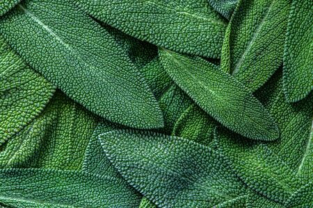 close up herb sage leaf abstract texture backgroundの写真素材