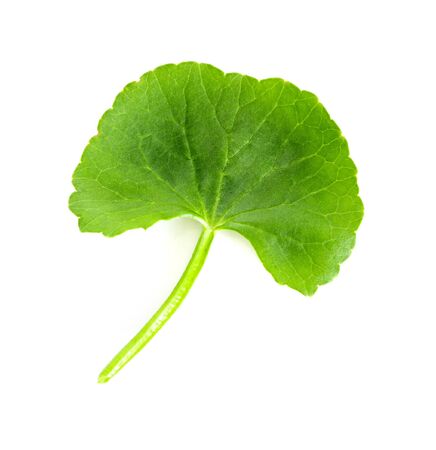 Fresh green Gotu kola, Centella asiatica leaf on white  background, Asiatic pennywort, Indian pennywort, ayurvedic medical herb conceptの写真素材