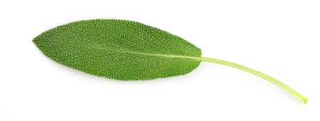 Close up fresh green sage herb leaf on white backgroundの写真素材