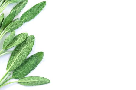 Close up fresh green sage herb leaf on white backgroundの写真素材