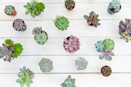 overhead shot of many succulents flower plant in pot on white wooden table , gardening minimal concept の写真素材