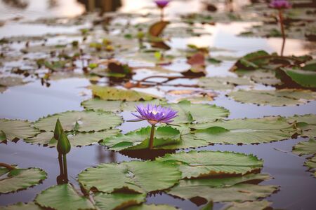beautiful purple lotus , water lily flower in pond の写真素材