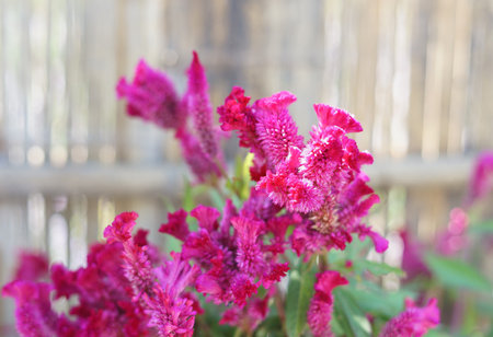 Red Celosia cristata or Red cockcomb(soft focus) with reflection of sunshine