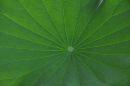 texture of green lotus leaf backgroundの写真素材