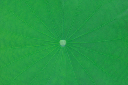 top view green lotus leaf backgroundの写真素材