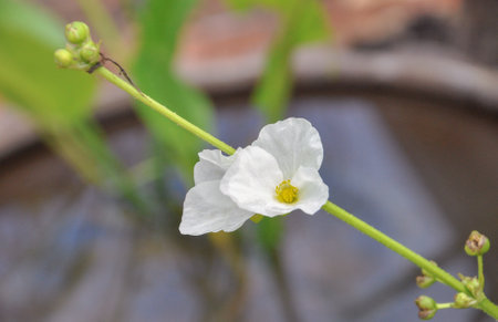 Arrowhead Amazon (Echinodorus cordifolius), easy to grow, and low maintenance houseplant.native to Mexico, West Indies, Central America, South America and the southeastern United States.の写真素材