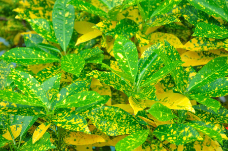 spotted green yellow leaves background, Variegated Laurel leaves