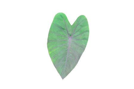 Colocasia Black Magic leaf isolated on white