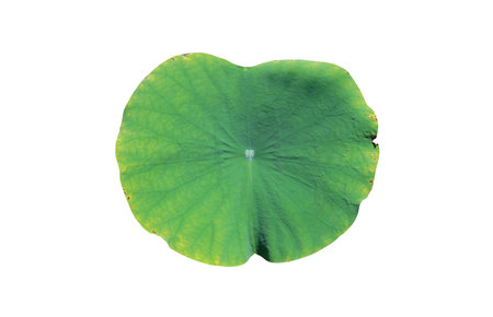 green yellow lotus leaf near become to dry, isolated on white backgroundの写真素材