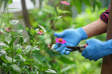 gardener decorating to cut deadheading zinnia flower for maintenance as a hobby to landscape design ornamental plants in the garden.の写真素材