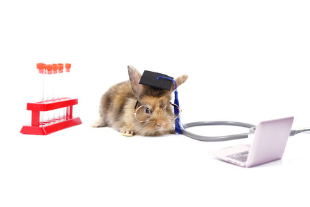 adorable rabbit wear a graduation cap and eyeglasses, experimental tube, stethoscope and laptop all...