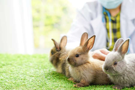 three rabbits, background blurred veterinary with copy space. concept to rabbit pets,rabbit farm,rabbit sick,rabbit health careの写真素材