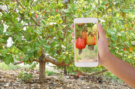 smart farmer using mobile smartphone checking cashew products on cultivation. concept technology for...