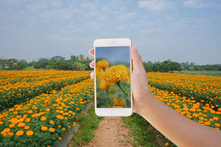smart farmer using smartphone checking marigold plant plots in the garden.concept technology for agriculture,industry or travel etcの写真素材