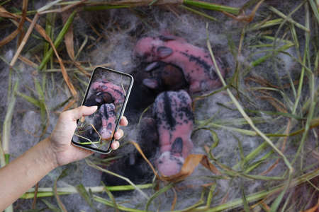 smart farmer using mobile phone follow up newborn rabbits on hay,rabbit life cycle,raising rabbits,rabbit farm etcの写真素材