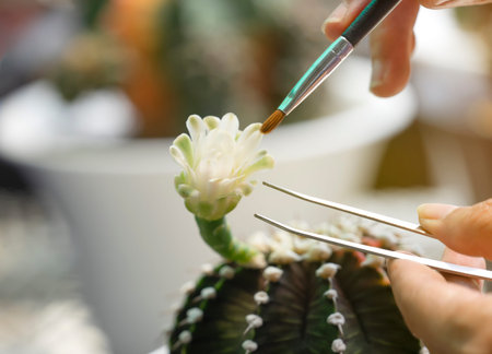 woman hands pollinate cactus flower with forceps and brush(selective focus),cactus propagation conceptの写真素材