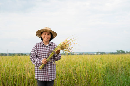 portrait senior woman in checkered shirt wear hat holding sickle with cut rice in hand, a happy farmer is harvesting in paddy fieldの写真素材