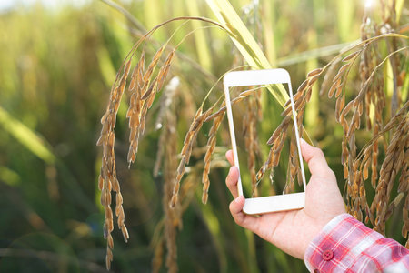smart farmer hand using mobile phone follow up rice in paddy field before harvest, concept technology in agricultureの写真素材