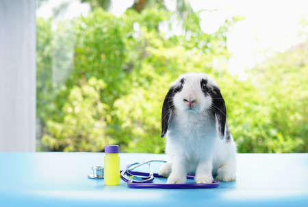 young fluffy  bunny with stethoscope and liquid medicine bottles.concept rabbit sick,rabbit health careの写真素材