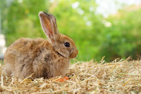 young adorable rabbit,brown fluffy bunny sitting on dry straw, easter animal symbolの写真素材