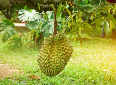 the perfect fruit of durian that is growing lowest near the ground on it's tree,durian is an economic crop and the planted area to be an agricultural tourism attraction in Thailand.の写真素材