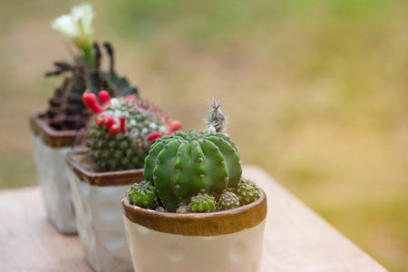 cloesd up green cactus in white small potted with copy space, cactus is a beautiful shape and variety that is popular for both hobby and commercial cultivation.の写真素材