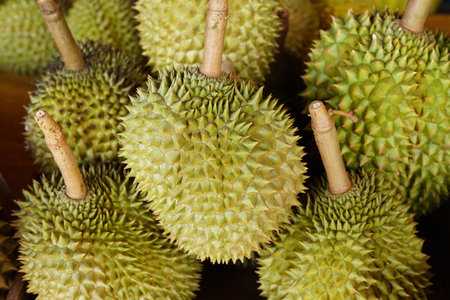 background of ripe durian fruits pile for sell,durian is seasonal fruit,a king of fruit and...