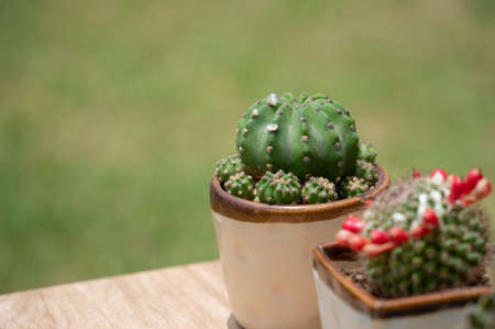 cloesd up green cactus in small potted with copy space, cactus is a beautiful shape and variety that is popular for both hobby and commercial cultivation.の写真素材