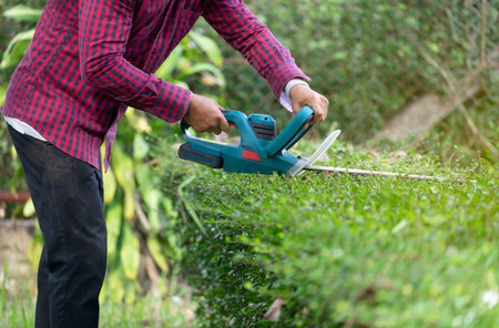 gardener using hedge trimmer machine to bush trimming tree
