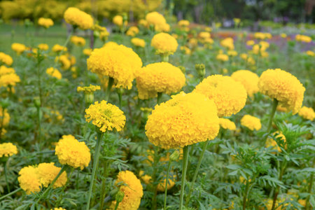 marigold plots, beautiful marigold flowers in the gardenの写真素材