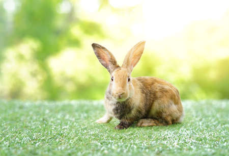 young adorable bunny on background natureの写真素材