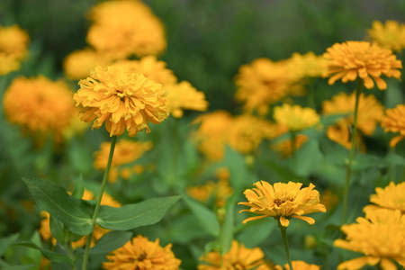 zinnia elegans, yellow zinnia flowers in the gardenの写真素材