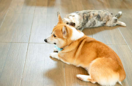 Pembroke Welsh Corgi laying on the ground looking at somethingの写真素材