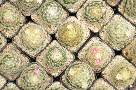 top view pot of cacti in nursery, selective focusの写真素材