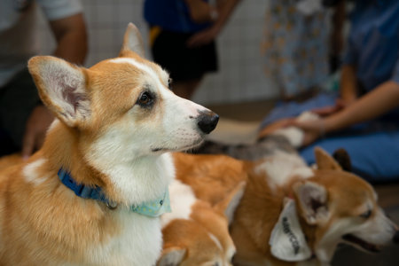 adorable pembroke welsh corgi in animal cafe,curious welsh corgi looking at something
