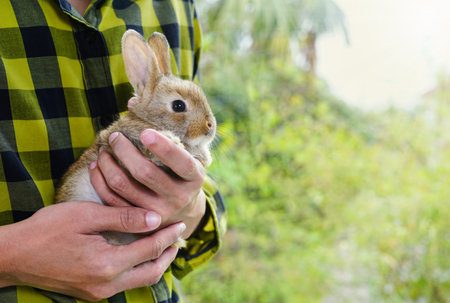 a brown bunny was held in the palm of the hands by a man in green checkered shirt, background is green natureの写真素材