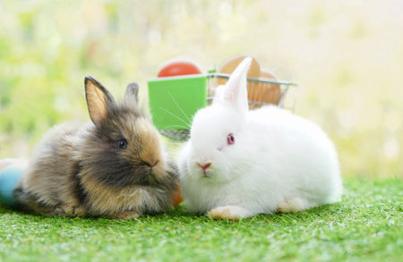 adorable bunnies decorated with easter eggs, concept to easter celebration in Aprilの写真素材