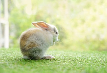 young adorable rabbit sitting on green grasses background nature, cute fluffy bunny, easter symbolの写真素材