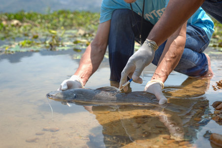 volunteers led by a biologist  injecting microchips to reproduce fish by the river for conservation...