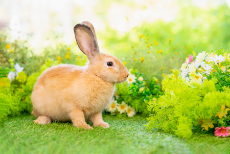 young brown rabbit sitting in nature, adorable fluffy bunny, concept of rabbit easterの写真素材