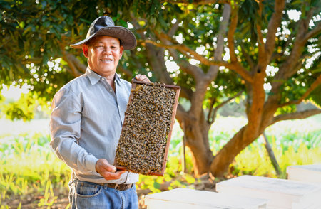 portrait apiarist asian male holds wooden frame of honeycomb from beehive boxes in longan garden,beekeeper working in the evening sun,concept of people lifestyle,rural,beekeeping,business,industryの写真素材