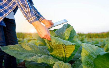 new generation farmer hand holds digital tablet while examine tobacco leaf,smart farmer working in farm,concept of modern agriculture,research and innovationの写真素材