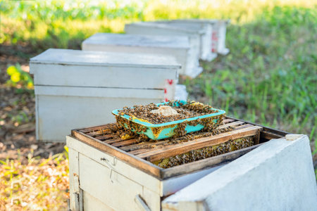 colony of bees with sugar granulated in a basket on wooden frame of honeycomb,beekeeping,sugar based...