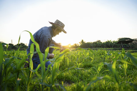 asian senior working in farm in the evening sun,farmer checking growth of young corn plant,concept of agriculturist,corn planting,agricultureの写真素材